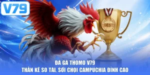 Đá Gà Thomo V79 - Thần Kê So Tài, Sới Chọi Campuchia Đỉnh Cao